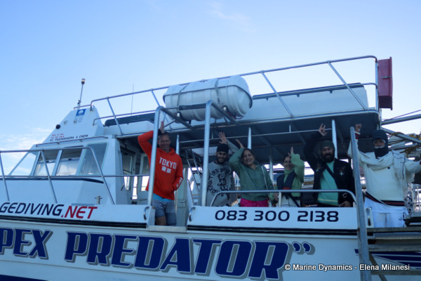 shark cage diving, South Africa