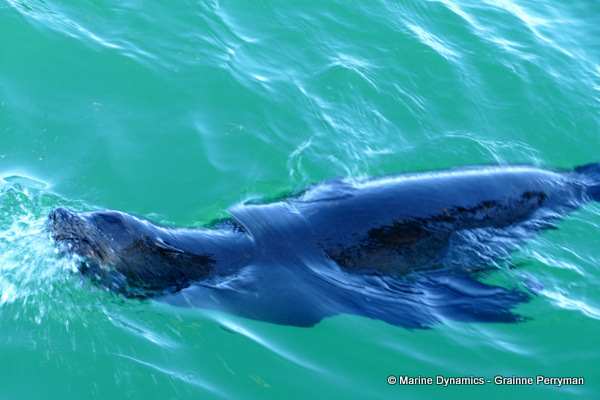 Cape fur seal, South Africa