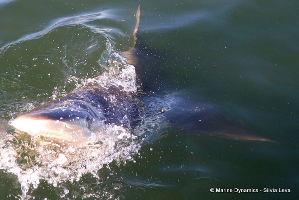 Bronze whaler shark, South Africa