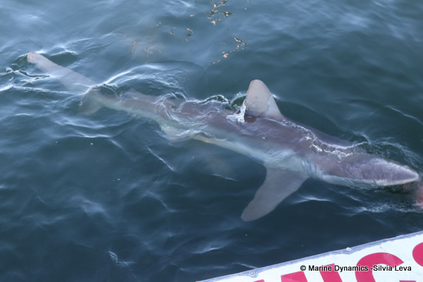 Bronze whaler shark, South Africa
