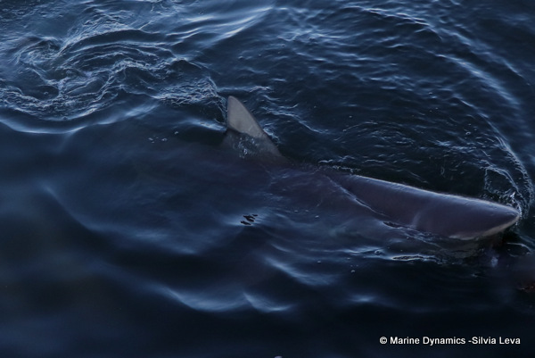 Bronze whaler shark, South Africa