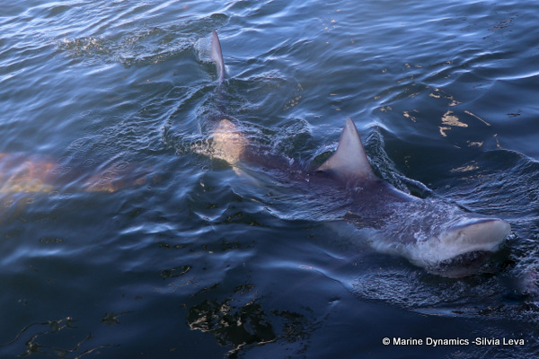 Bronze whaler shark, South Africa
