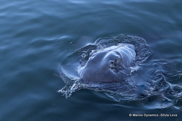 short-tail stingray, South Africa