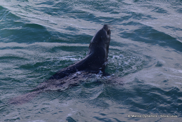 Cape fur seal, South Africa
