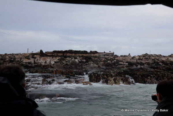Cape fur seals, South Africa
