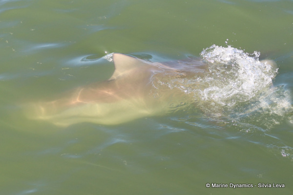 Bronze whaler shark, South Africa