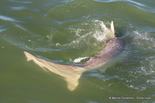 Bronze whaler shark, South Africa