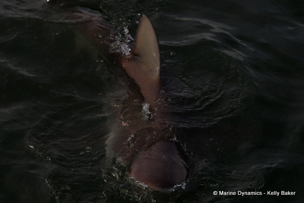 Bronze whaler shark, South Africa