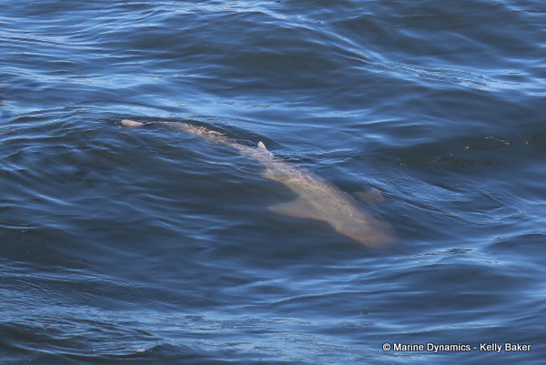Broadnose sevengill shark, South Africa