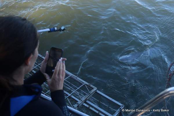 Broadnose sevengill shark, South Africa