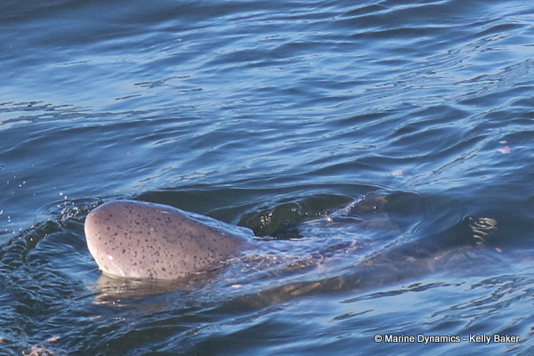 Broadnose sevengill shark, South Africa