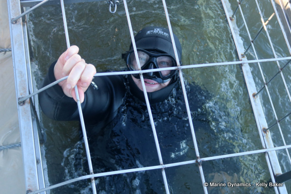 Shark cage diving, South Africa