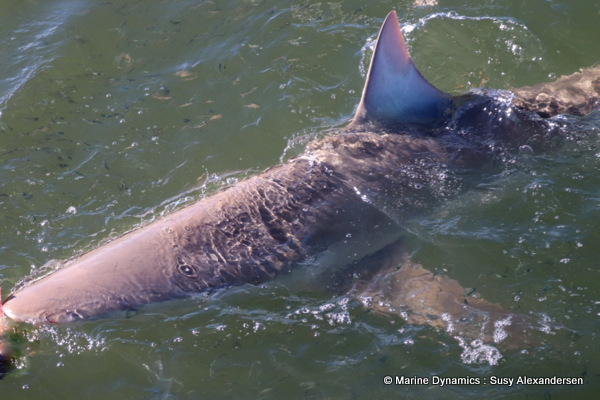 Bronze whaler shark, South Africa