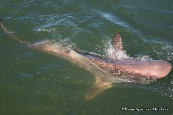 Bronze whaler shark, South Africa