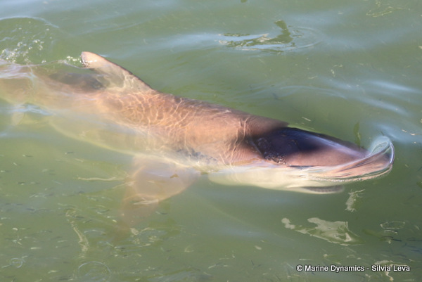 Bronze whaler shark, South Africa