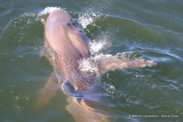 Bronze whaler shark, South Africa