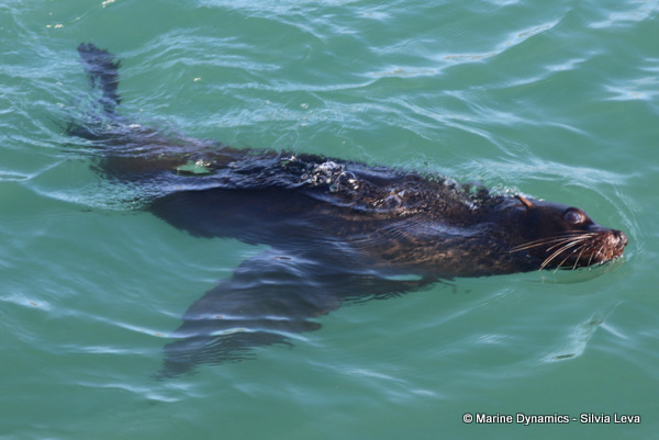 Cape fur seal, South Africa