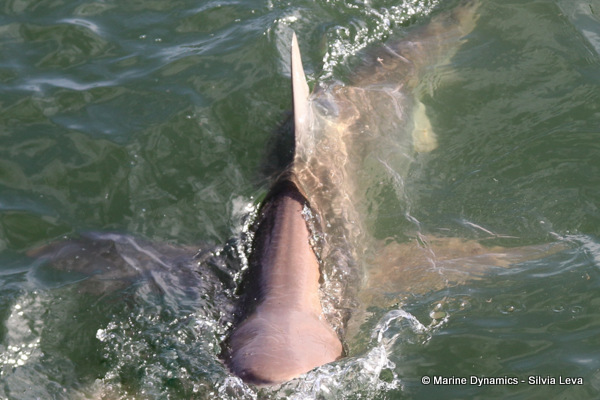 Bronze whaler shark, South Africa