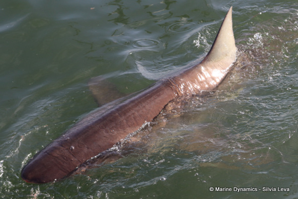 Bronze whaler shark, South Africa