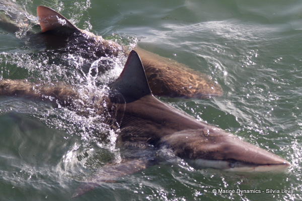 Bronze whaler shark, South Africa
