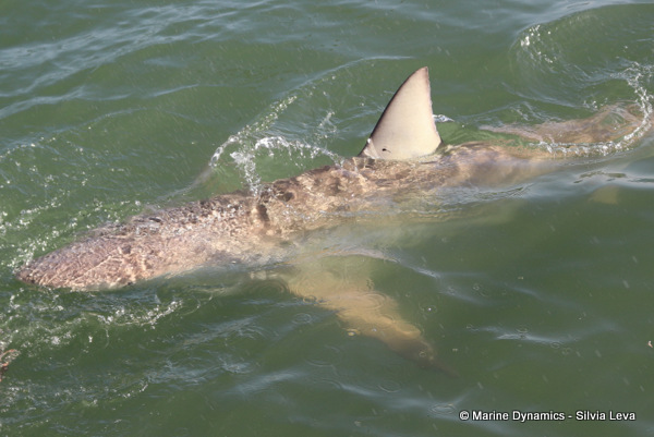 Bronze whaler shark, South Africa