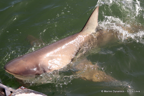 Bronze whaler shark, South Africa