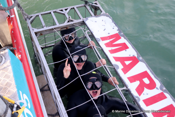 Shark cage diving, South Africa