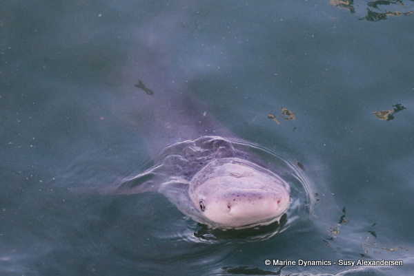 Broadnose sevengill shark, south africa
