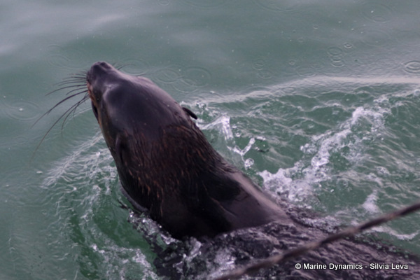 cape fur seal, South Africa