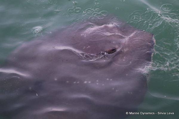 Short-tail stingray, South Africa