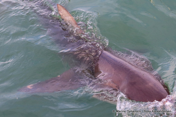 Bronze whaler shark, South Africa