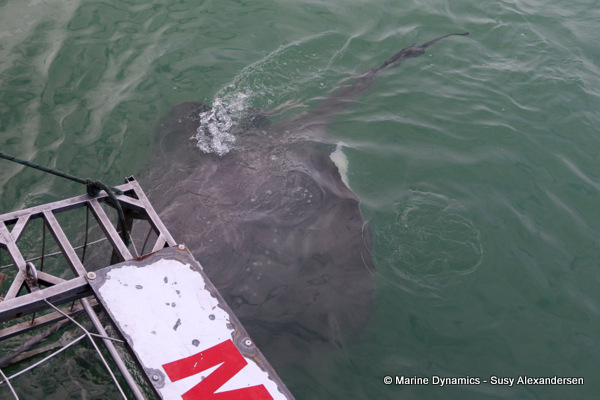 Short-tail stingray, South Africa