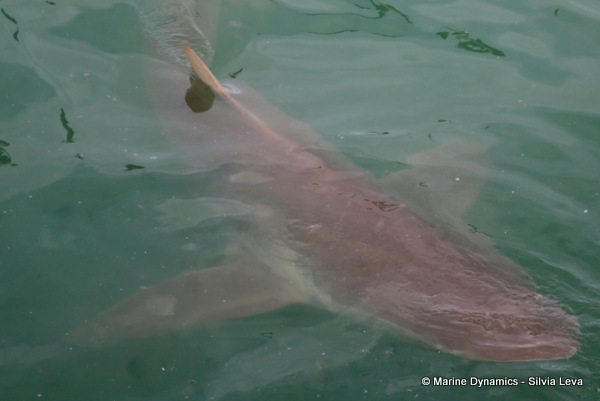 Bronze whaler shark, South Africa