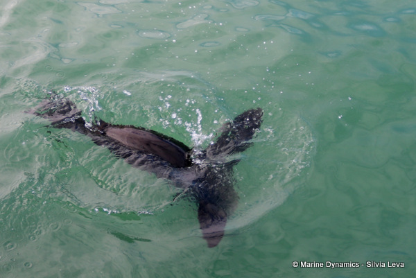 cape fur seal, South Africa