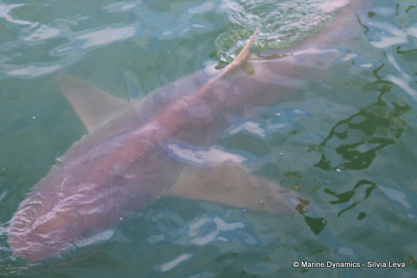 Bronze whaler shark, South Africa