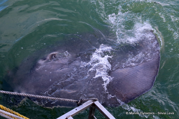 Short-tail sting ray, South Africa