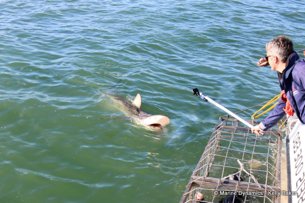 Bronze whaler shark, South Africa