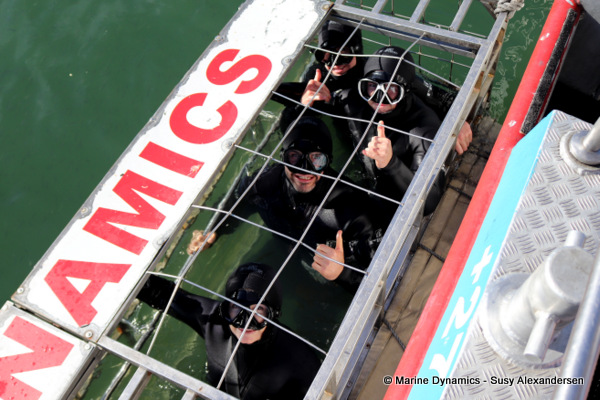 Shark cage diving, South Africa