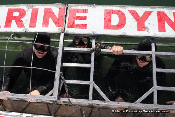 Shark cage diving, South Africa