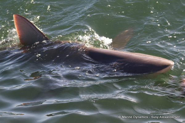 Bronze whaler shark, South Africa