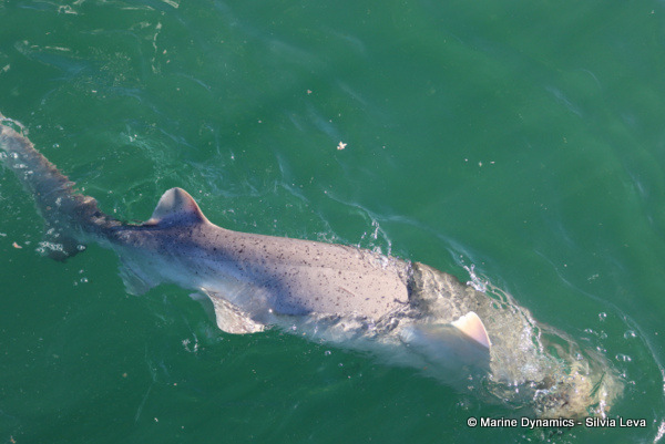 broad nose seven gills shark, South AFrica