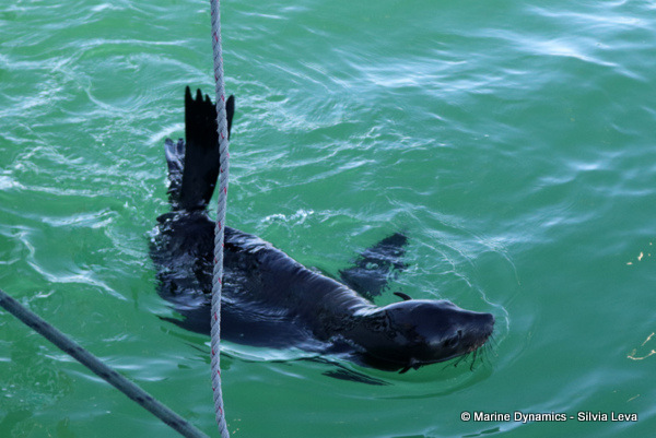 cape fur seal, South Africa