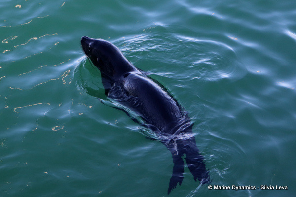 Cape fur seal, South Africa