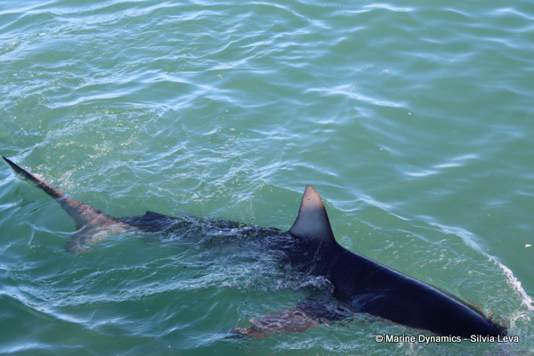 Bronze whaler shark, South Africa