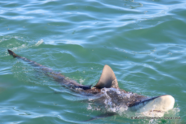 Bronze whaler shark, South Africa