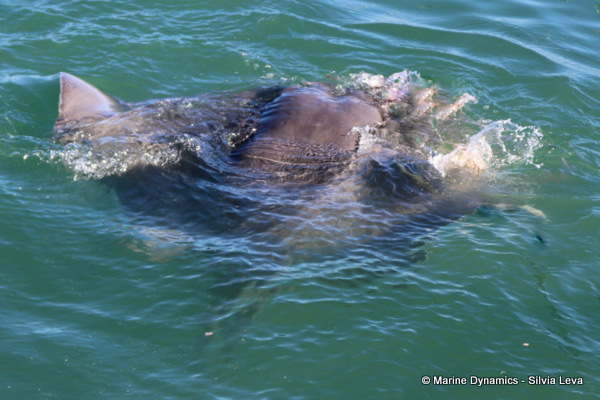 short-tail stingray, South Africa