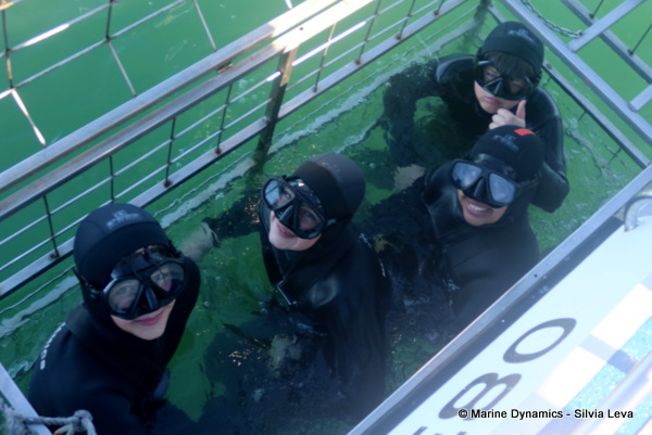 Shark cage diving, South Africa