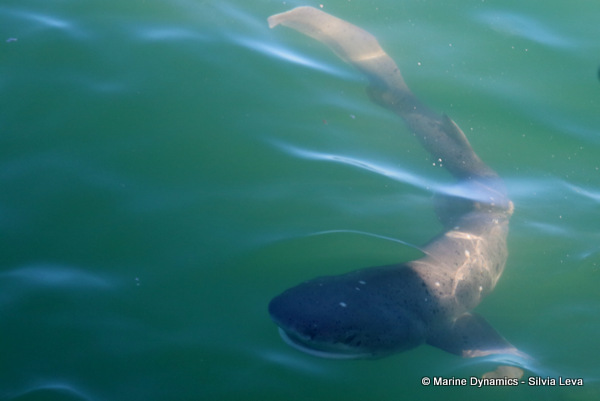 broadnose seven gill shark, South Africa