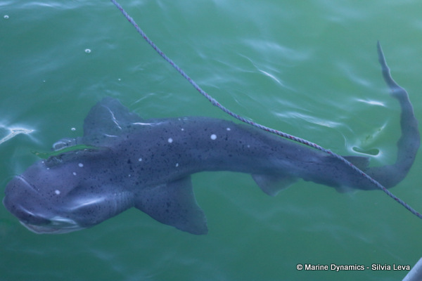 broadnose seven gill shark, South Africa