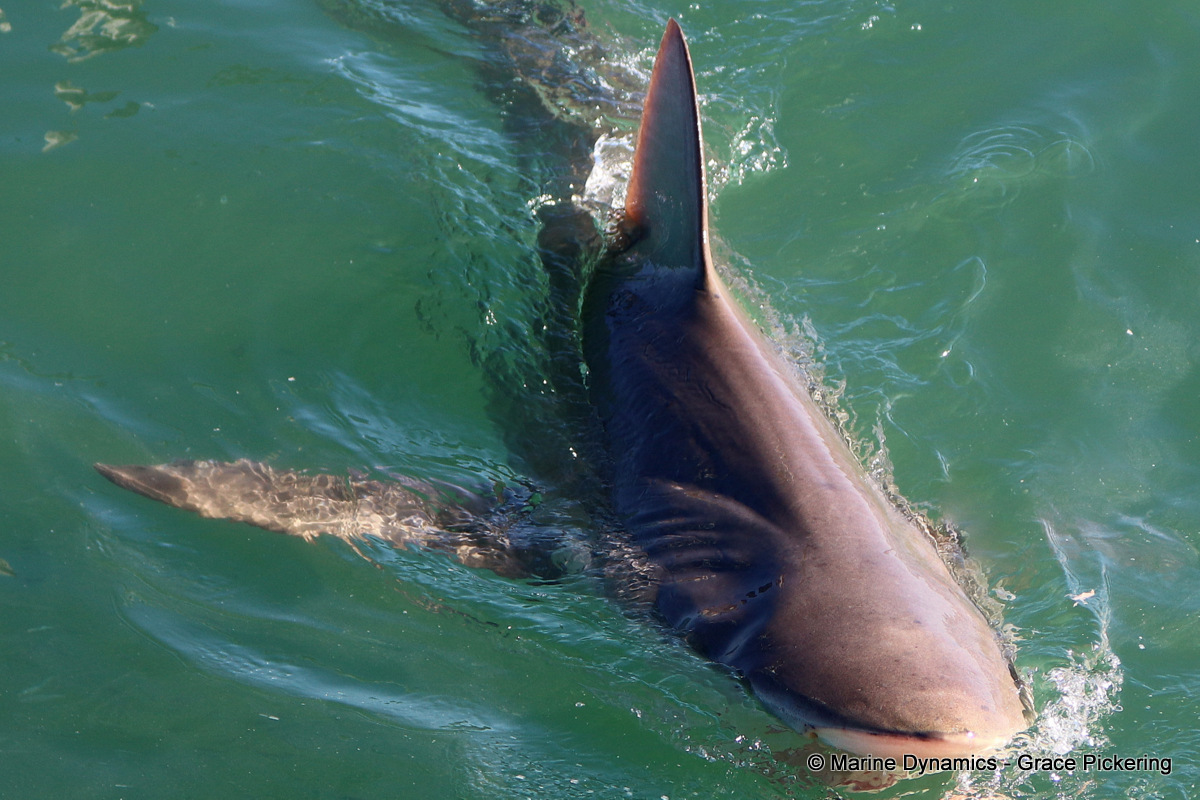 Bronze whaler shark, South Africa